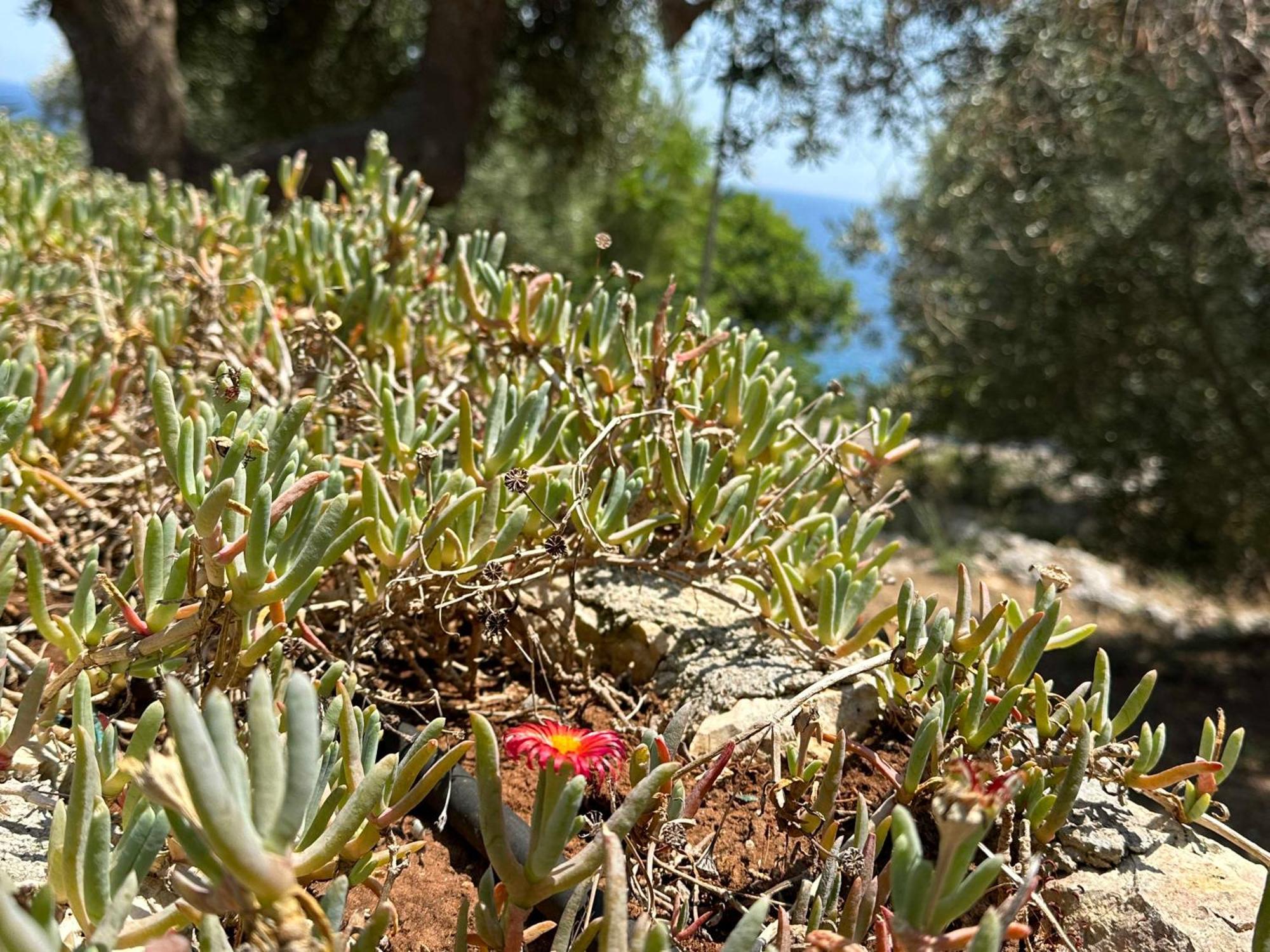 Pajara li Scalini Villa Marittima Bagian luar foto