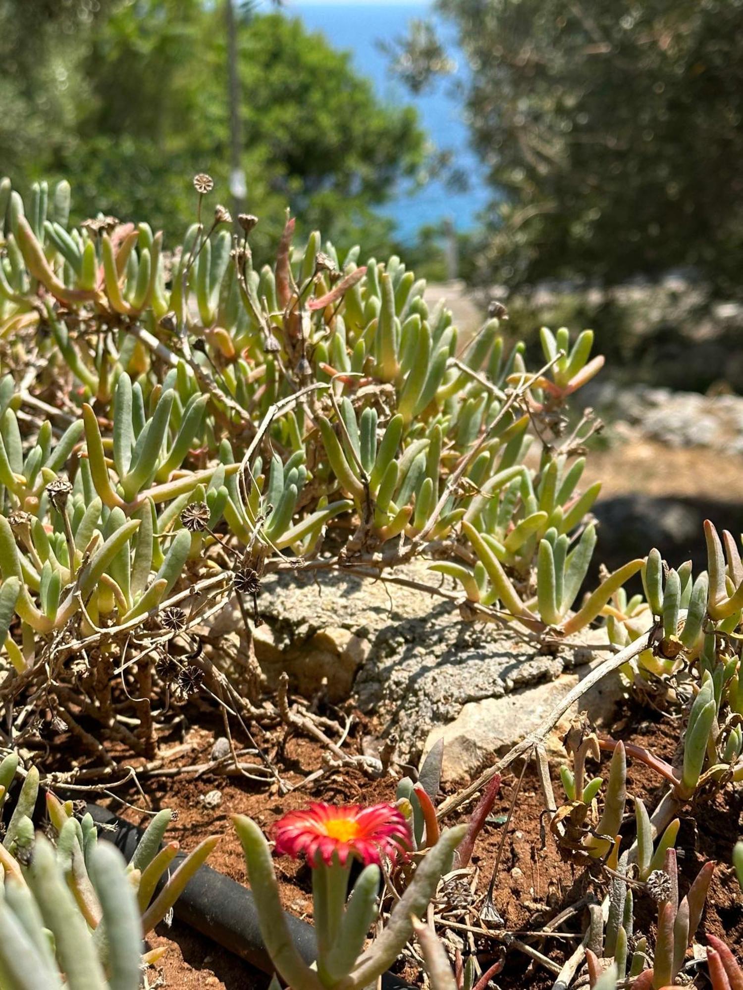 Pajara li Scalini Villa Marittima Bagian luar foto